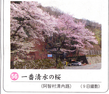 一番清水の桜2018.4.12.jpg