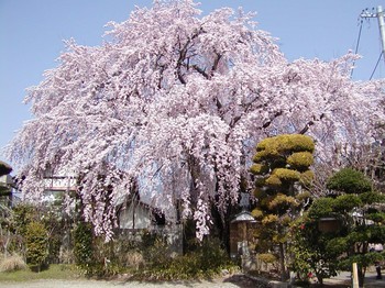 黄梅桜3.jpg