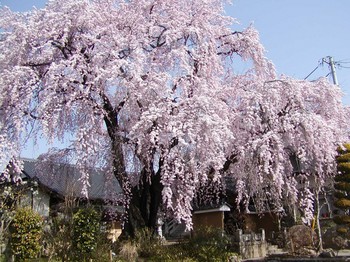 黄梅院桜2.jpg
